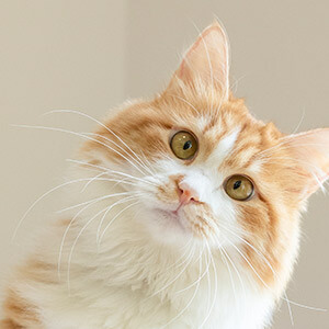 网贷未到账处理方法_资金未到账说明_网贷资金未到账如何处理